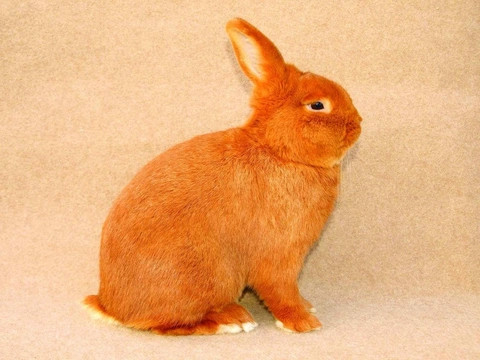 Český červený (Čč)